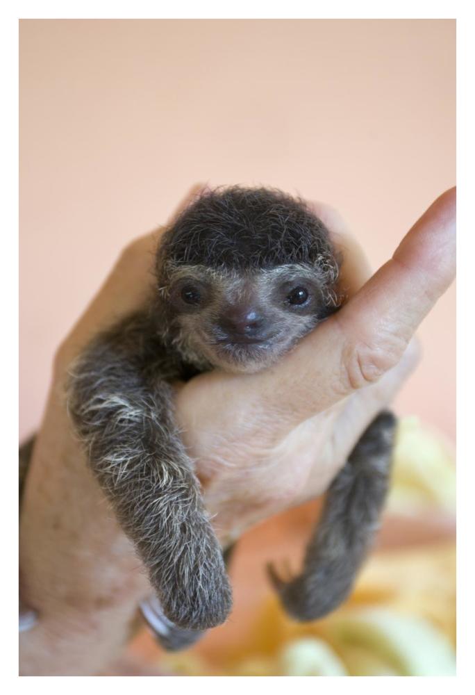 Brown-throated Three-toed Sloth baby, Aviarios Sloth Sanctuary, Costa Rica-Paper Art-26"x38"