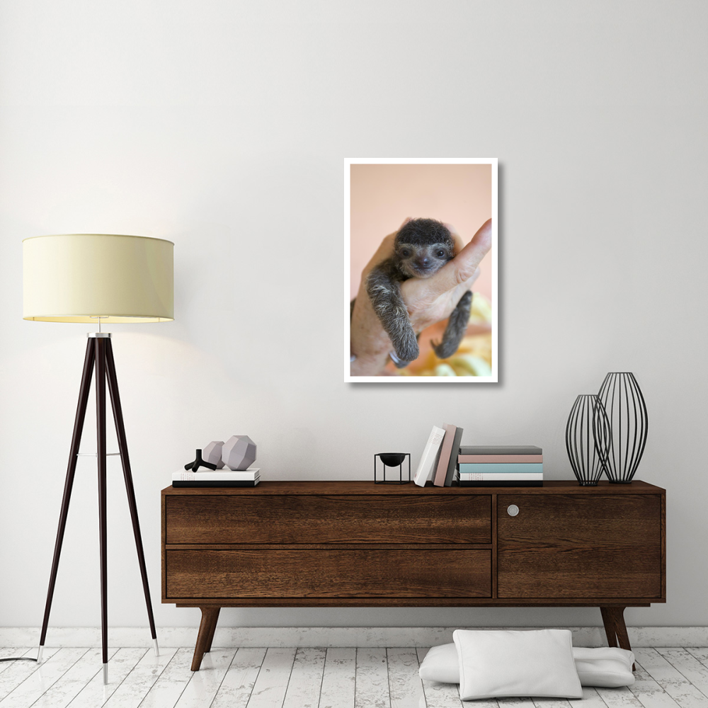Brown-throated Three-toed Sloth baby, Aviarios Sloth Sanctuary, Costa Rica-Paper Art-26&quotx38"