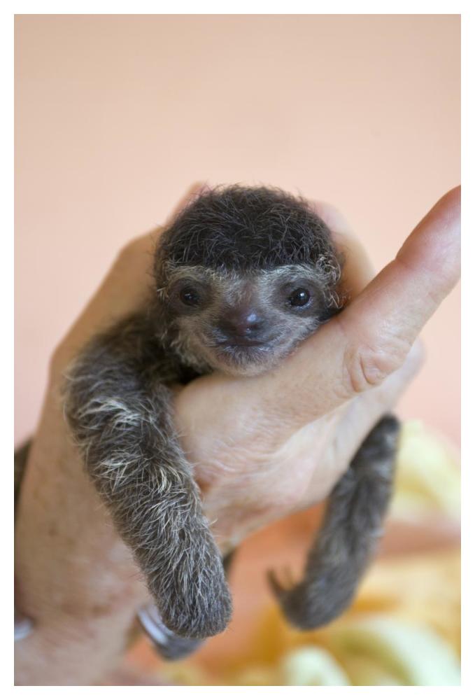 Brown-throated Three-toed Sloth baby, Aviarios Sloth Sanctuary, Costa Rica-Paper Art-34"x50"