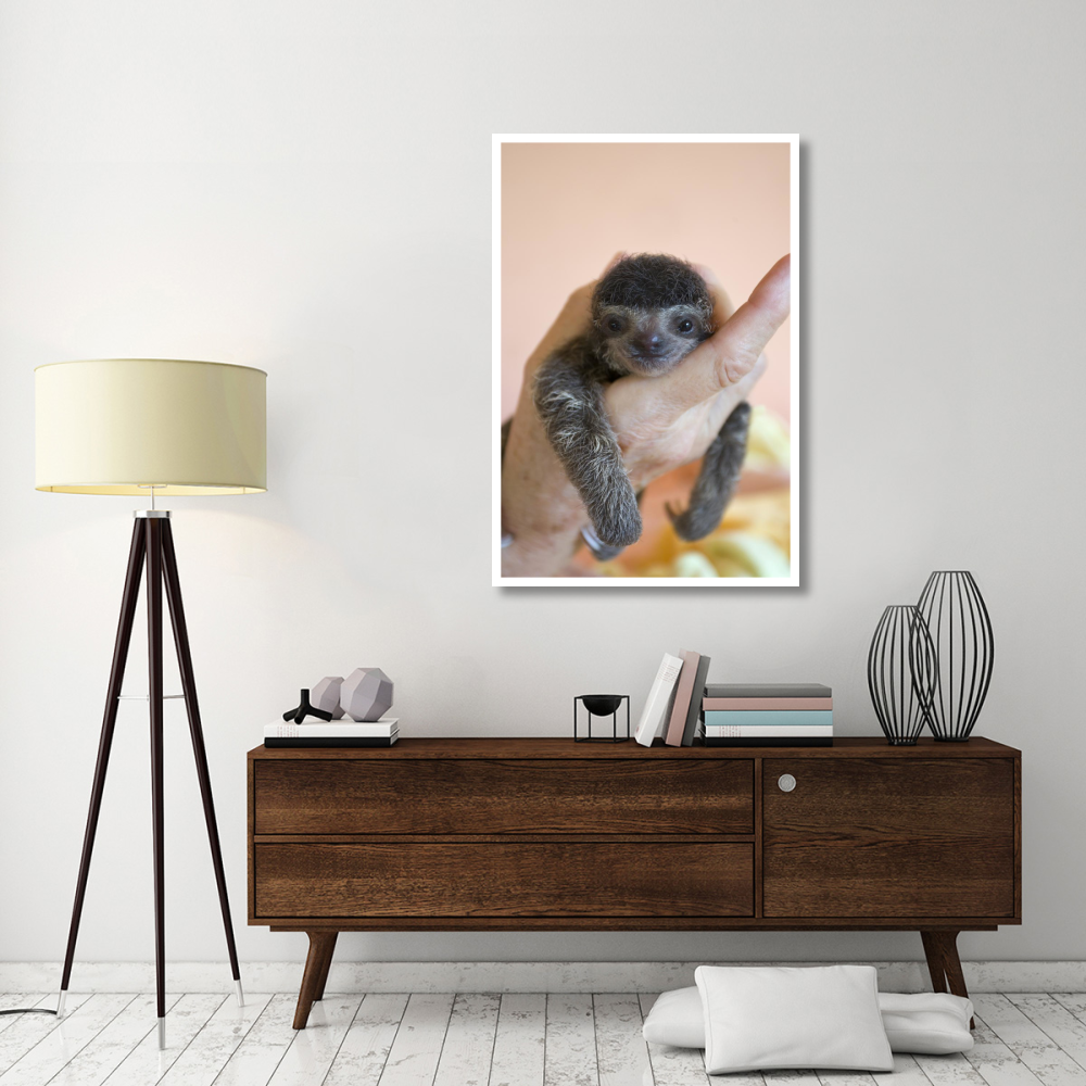 Brown-throated Three-toed Sloth baby, Aviarios Sloth Sanctuary, Costa Rica-Paper Art-34&quotx50"