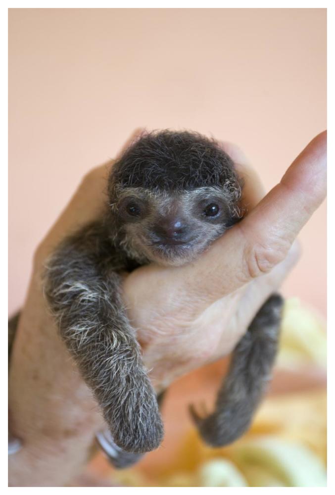 Brown-throated Three-toed Sloth baby, Aviarios Sloth Sanctuary, Costa Rica-Paper Art-42"x62"
