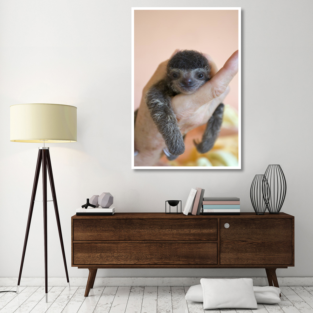 Brown-throated Three-toed Sloth baby, Aviarios Sloth Sanctuary, Costa Rica-Paper Art-42&quotx62"