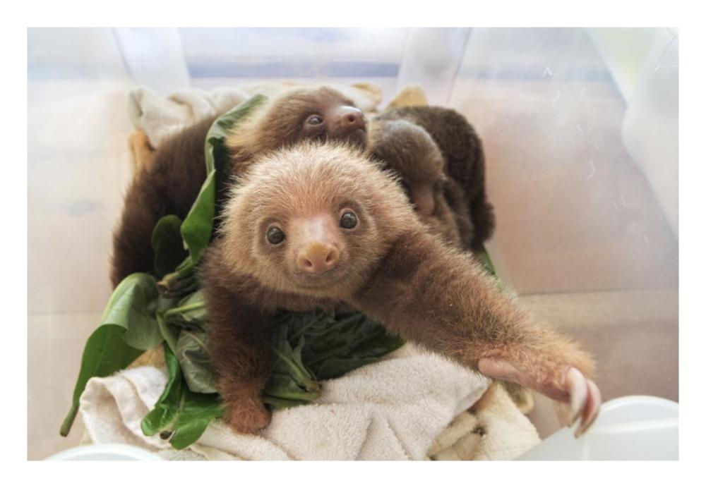 Hoffmann's Two-toed Sloth orphaned babies, Aviarios Sloth Sanctuary, Costa Rica-Paper Art-26"x18"