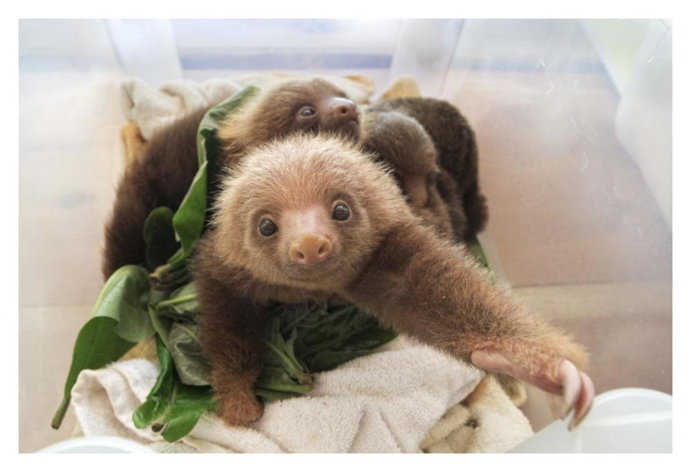 Hoffmann's Two-toed Sloth orphaned babies, Aviarios Sloth Sanctuary, Costa Rica-Paper Art-38"x26"