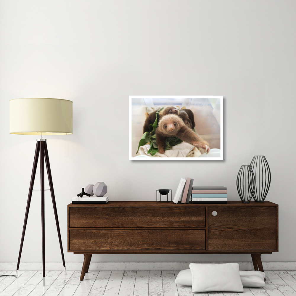 Hoffmann's Two-toed Sloth orphaned babies, Aviarios Sloth Sanctuary, Costa Rica-Paper Art-38&quotx26"
