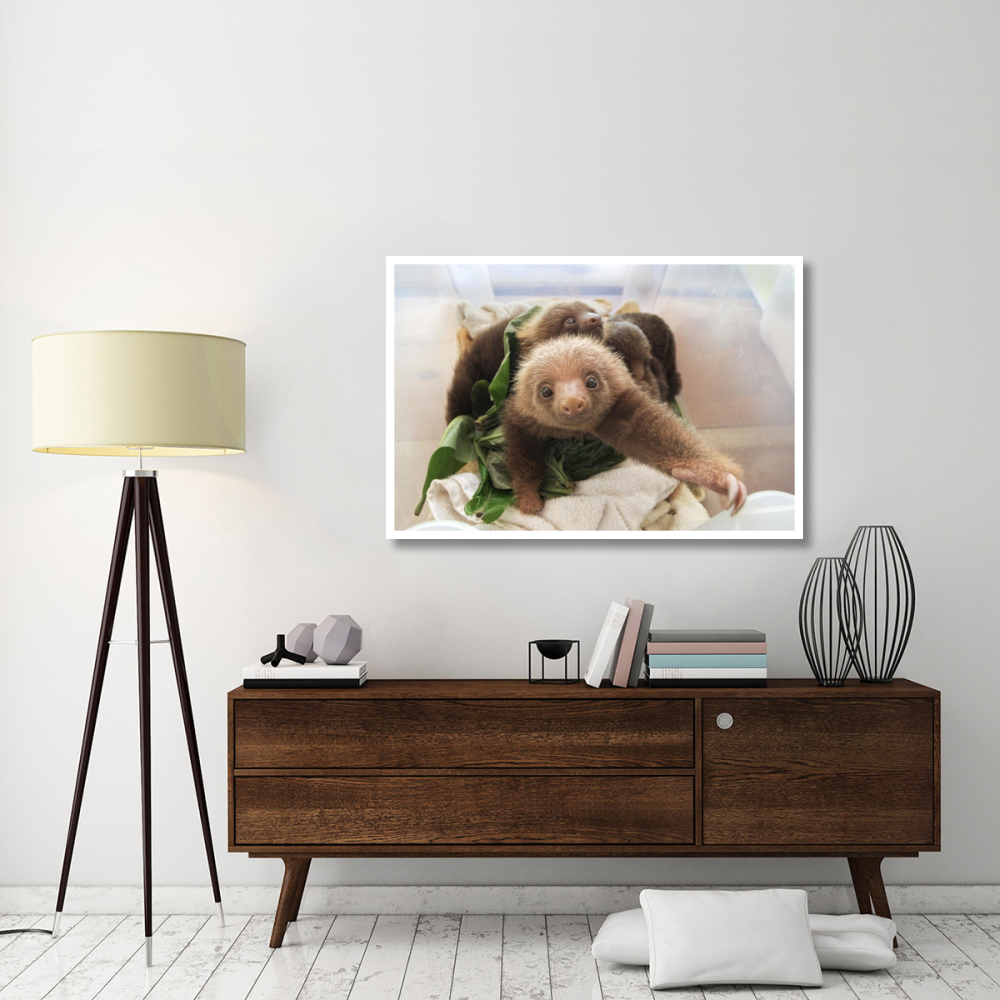 Hoffmann's Two-toed Sloth orphaned babies, Aviarios Sloth Sanctuary, Costa Rica-Paper Art-50&quotx34"