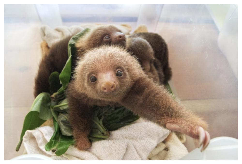 Hoffmann's Two-toed Sloth orphaned babies, Aviarios Sloth Sanctuary, Costa Rica-Paper Art-62"x42"