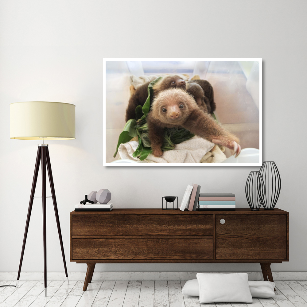 Hoffmann's Two-toed Sloth orphaned babies, Aviarios Sloth Sanctuary, Costa Rica-Paper Art-62&quotx42"