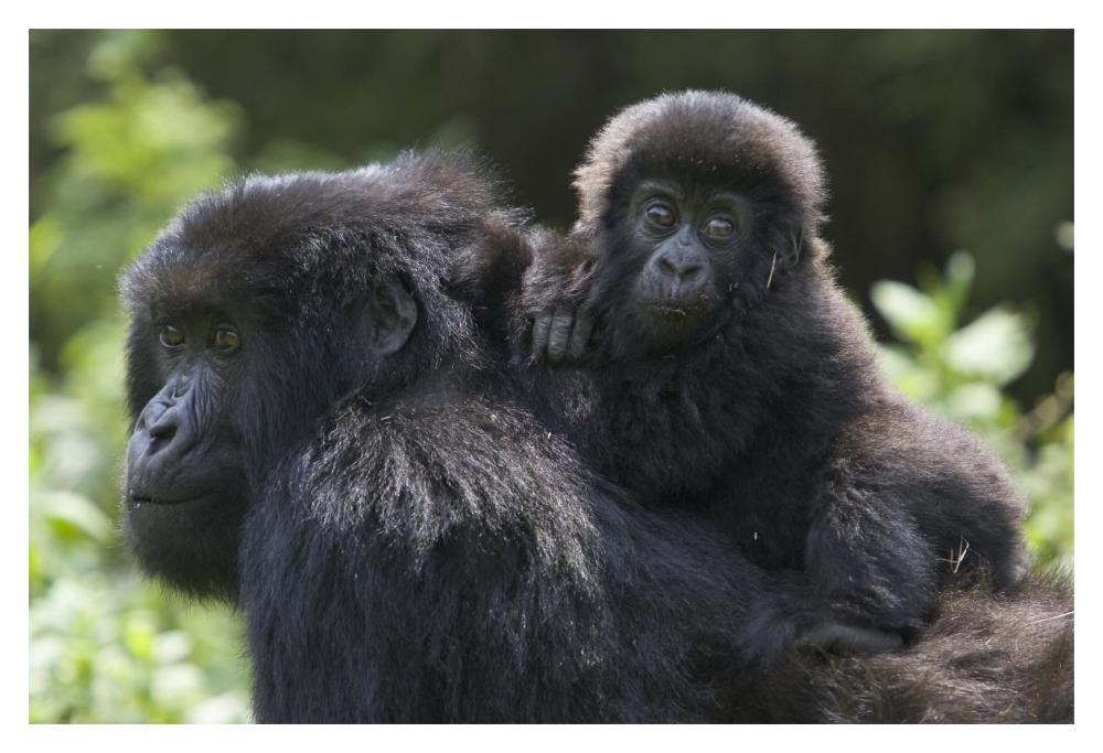 Mountain Gorilla infant riding on mother's back, Parc National Des Volcans, Rwanda-Paper Art-20"x14"