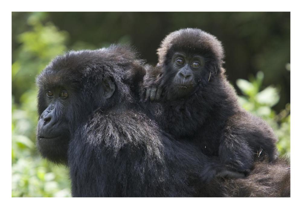 Mountain Gorilla infant riding on mother's back, Parc National Des Volcans, Rwanda-Paper Art-26"x18"