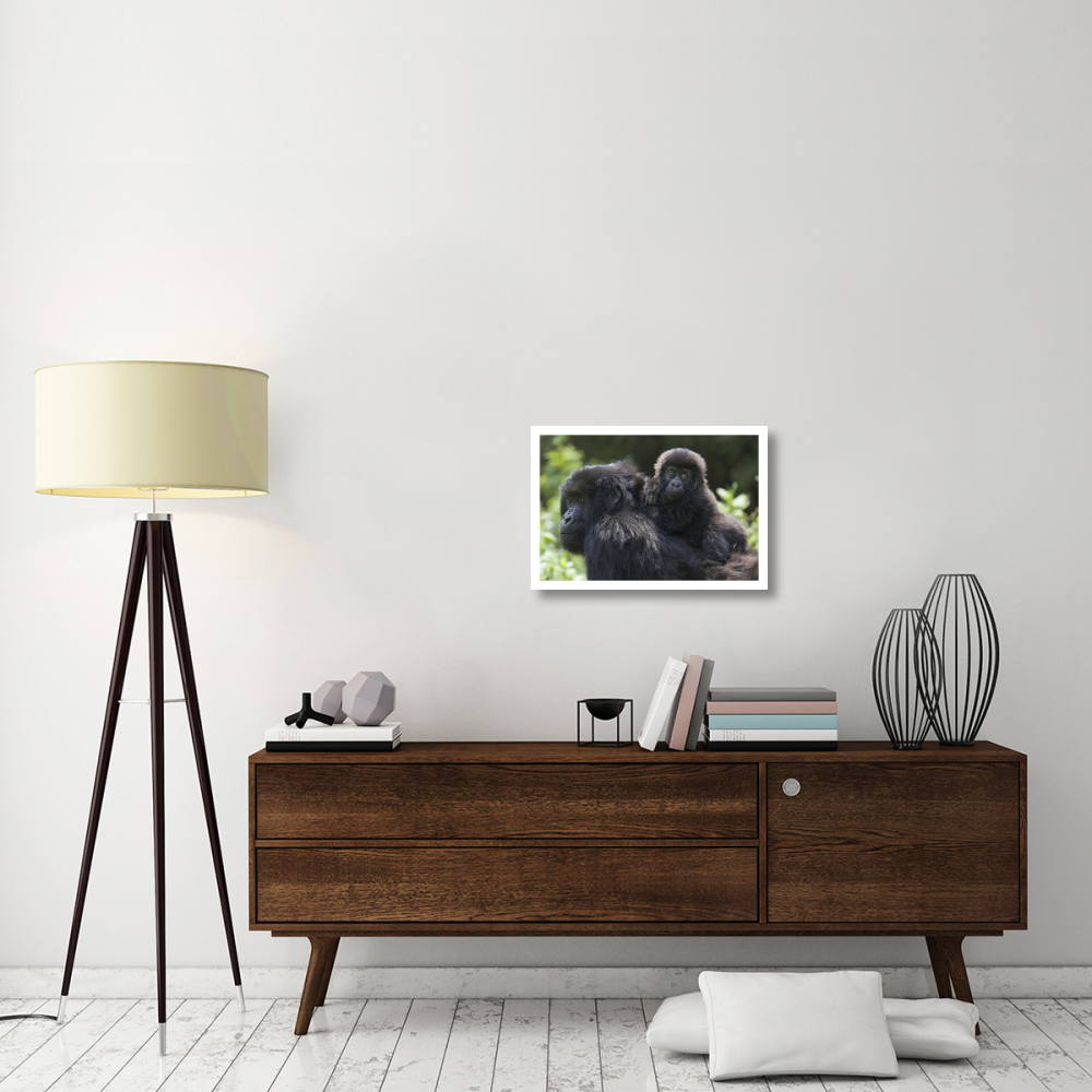 Mountain Gorilla infant riding on mother's back, Parc National Des Volcans, Rwanda-Paper Art-26&quotx18"