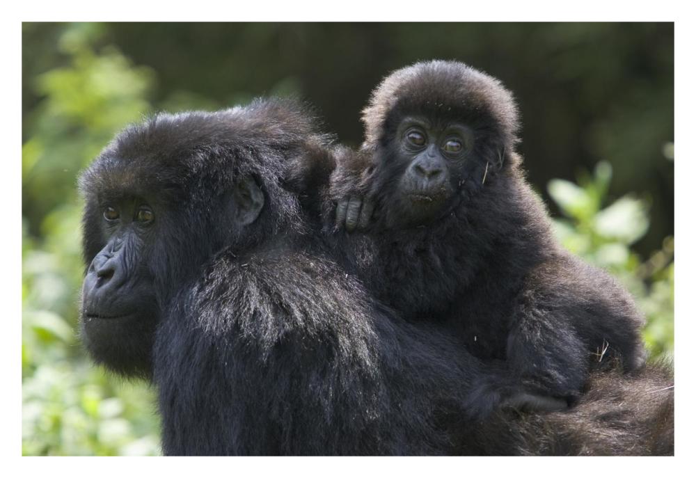 Mountain Gorilla infant riding on mother's back, Parc National Des Volcans, Rwanda-Paper Art-32"x22"