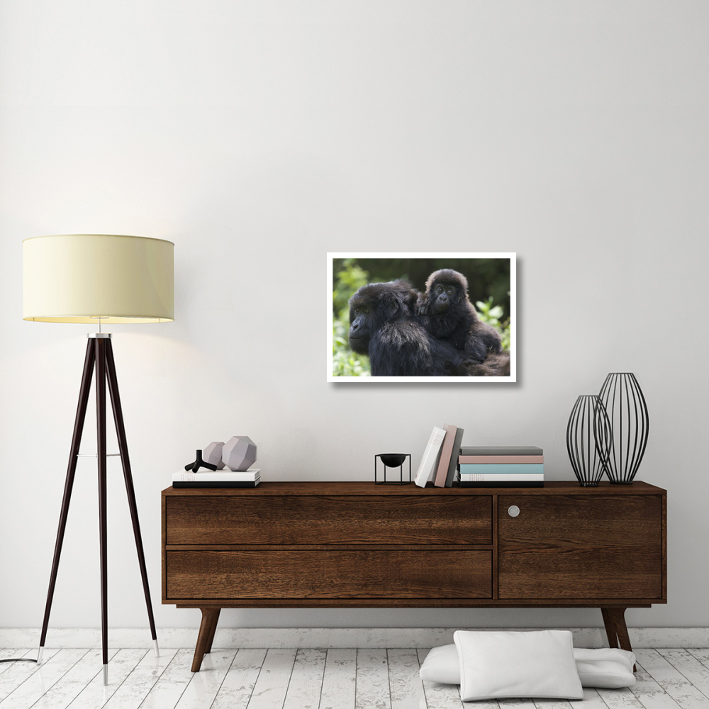 Mountain Gorilla infant riding on mother's back, Parc National Des Volcans, Rwanda-Paper Art-32&quotx22"