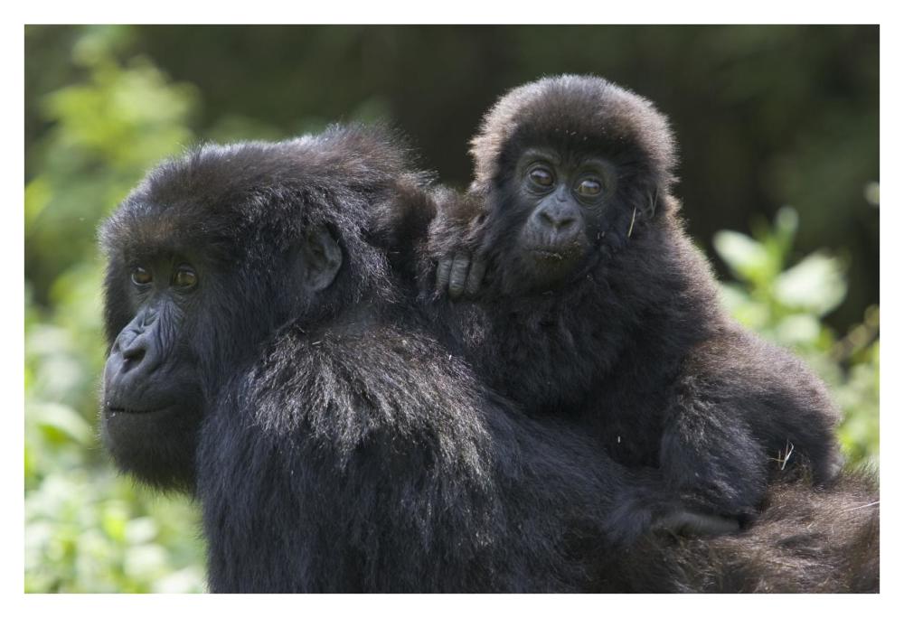 Mountain Gorilla infant riding on mother's back, Parc National Des Volcans, Rwanda-Paper Art-38"x26"