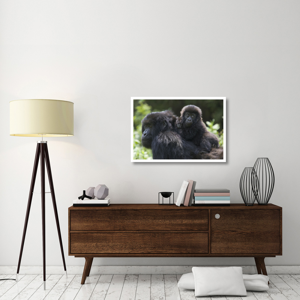Mountain Gorilla infant riding on mother's back, Parc National Des Volcans, Rwanda-Paper Art-38&quotx26"
