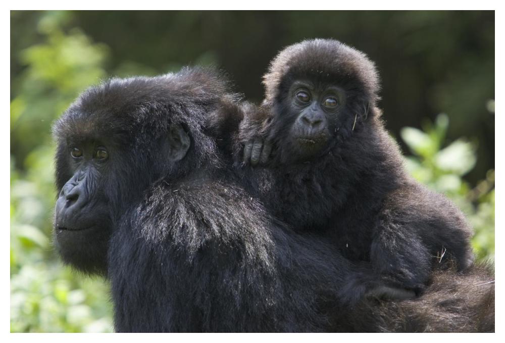 Mountain Gorilla infant riding on mother's back, Parc National Des Volcans, Rwanda-Paper Art-50"x34"