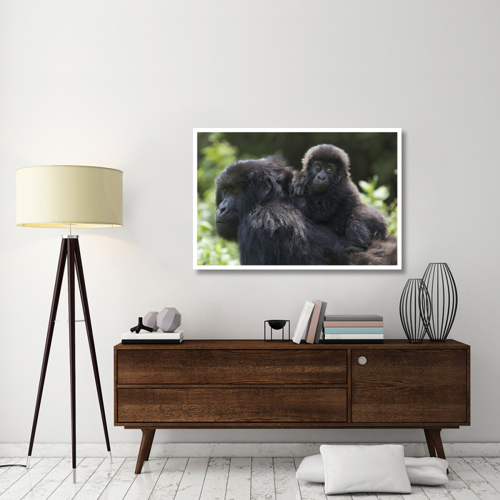 Mountain Gorilla infant riding on mother's back, Parc National Des Volcans, Rwanda-Paper Art-50&quotx34"