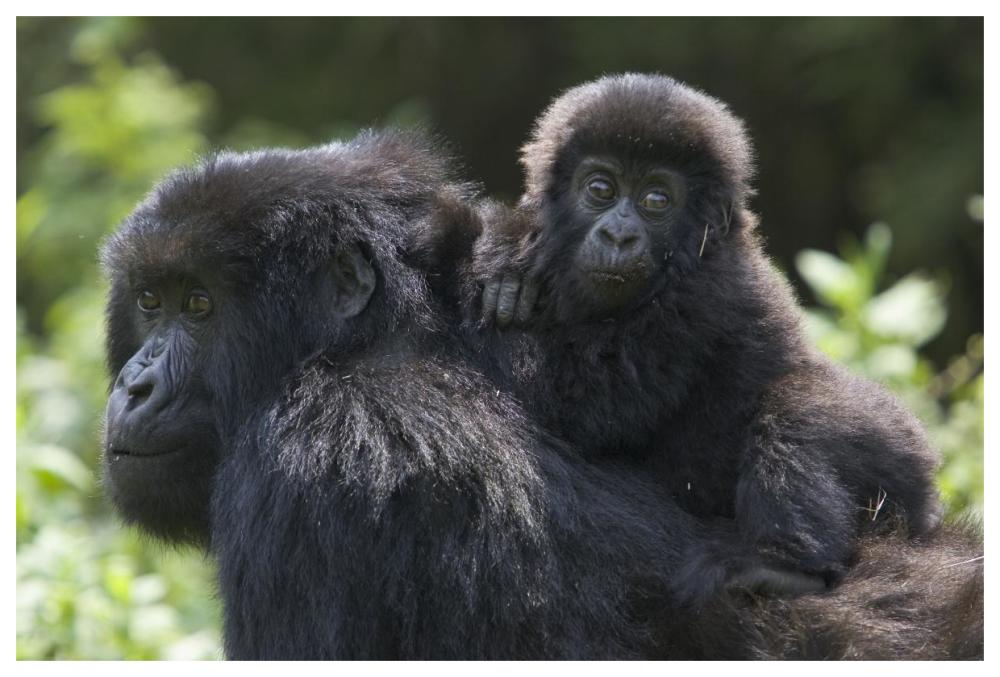 Mountain Gorilla infant riding on mother's back, Parc National Des Volcans, Rwanda-Paper Art-62"x42"