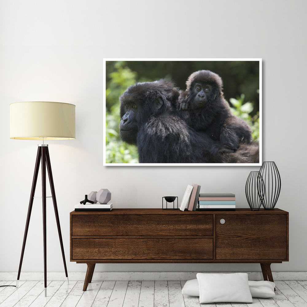 Mountain Gorilla infant riding on mother's back, Parc National Des Volcans, Rwanda-Paper Art-62&quotx42"