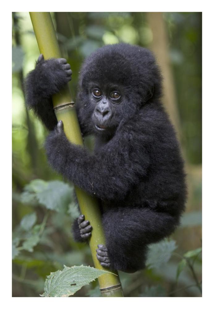 Mountain Gorilla infant playfully climbing bamboo pole,  Parc National Des Volcans, Rwanda-Paper Art-18"x26"