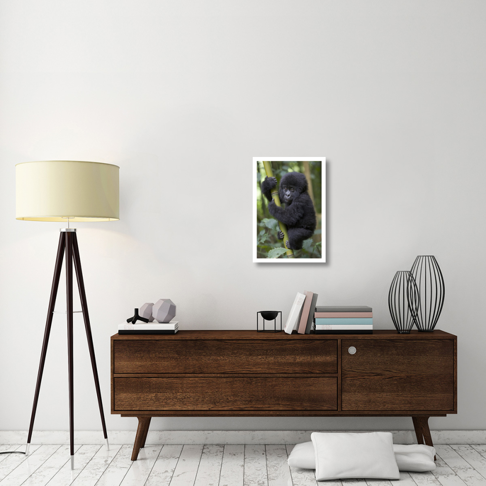 Mountain Gorilla infant playfully climbing bamboo pole,  Parc National Des Volcans, Rwanda-Paper Art-18&quotx26"