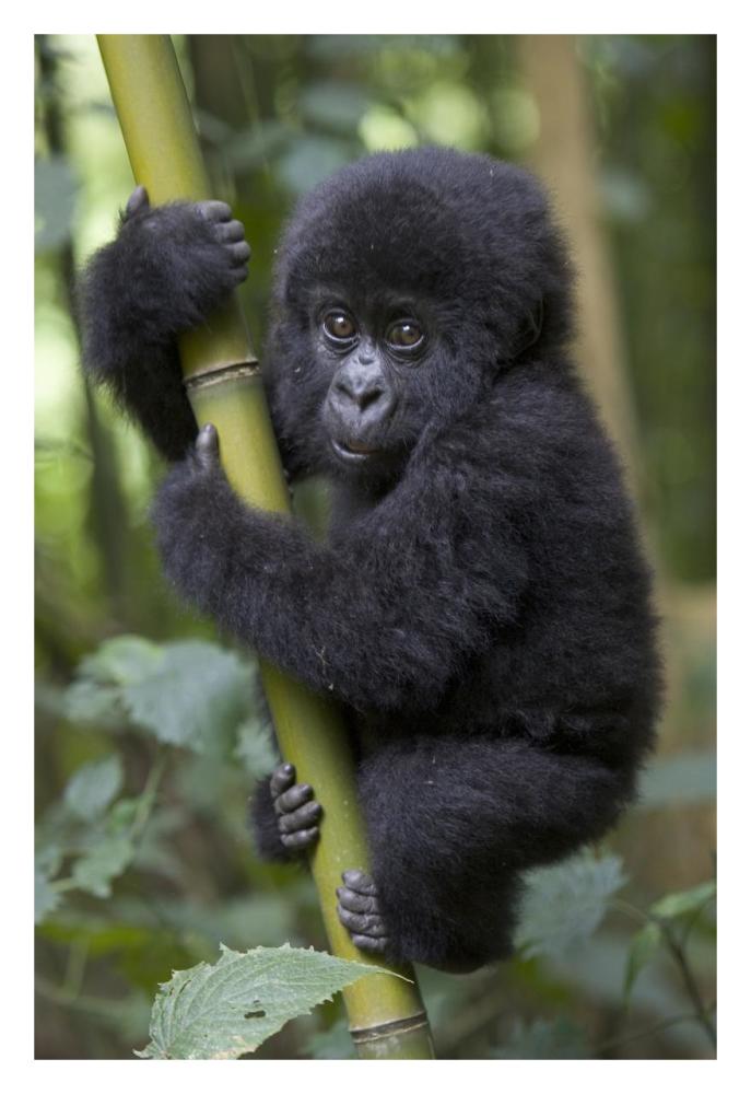Mountain Gorilla infant playfully climbing bamboo pole,  Parc National Des Volcans, Rwanda-Paper Art-22"x32"