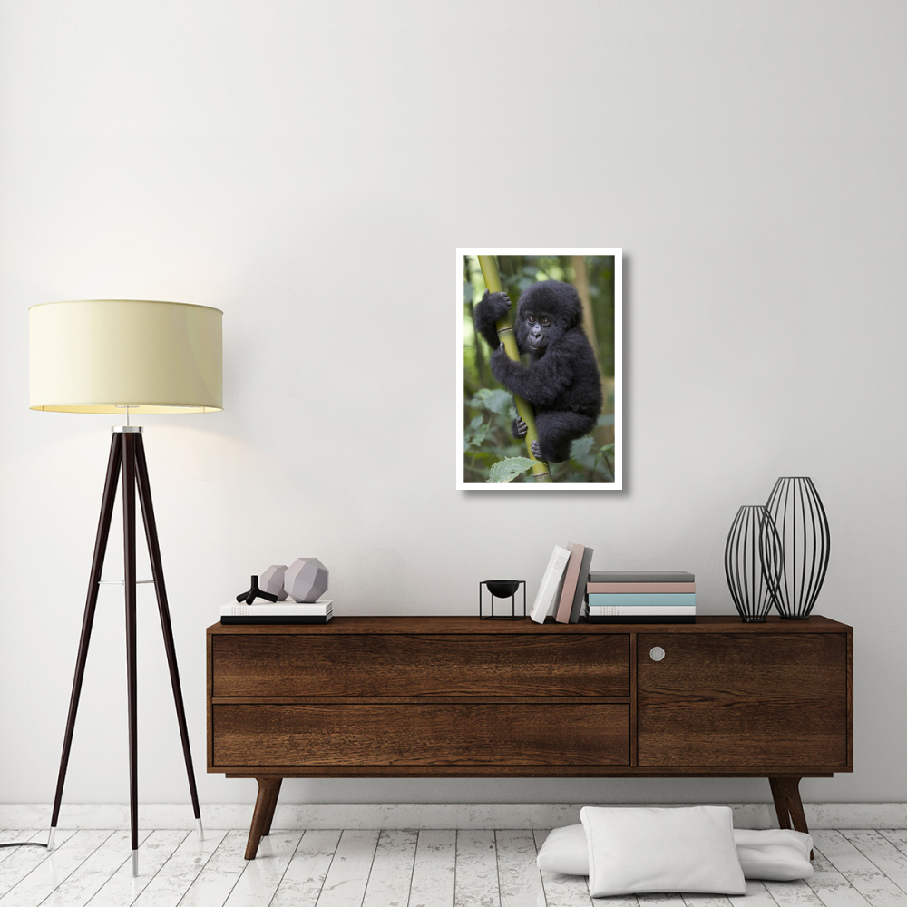 Mountain Gorilla infant playfully climbing bamboo pole,  Parc National Des Volcans, Rwanda-Paper Art-22&quotx32"
