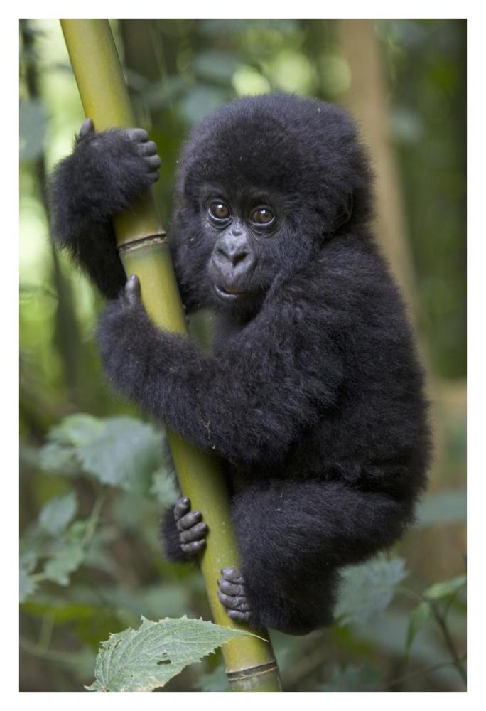 Mountain Gorilla infant playfully climbing bamboo pole,  Parc National Des Volcans, Rwanda-Paper Art-26"x38"