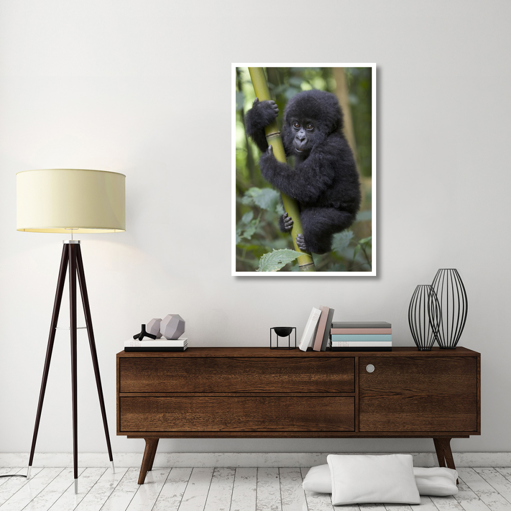 Mountain Gorilla infant playfully climbing bamboo pole,  Parc National Des Volcans, Rwanda-Paper Art-34&quotx50"