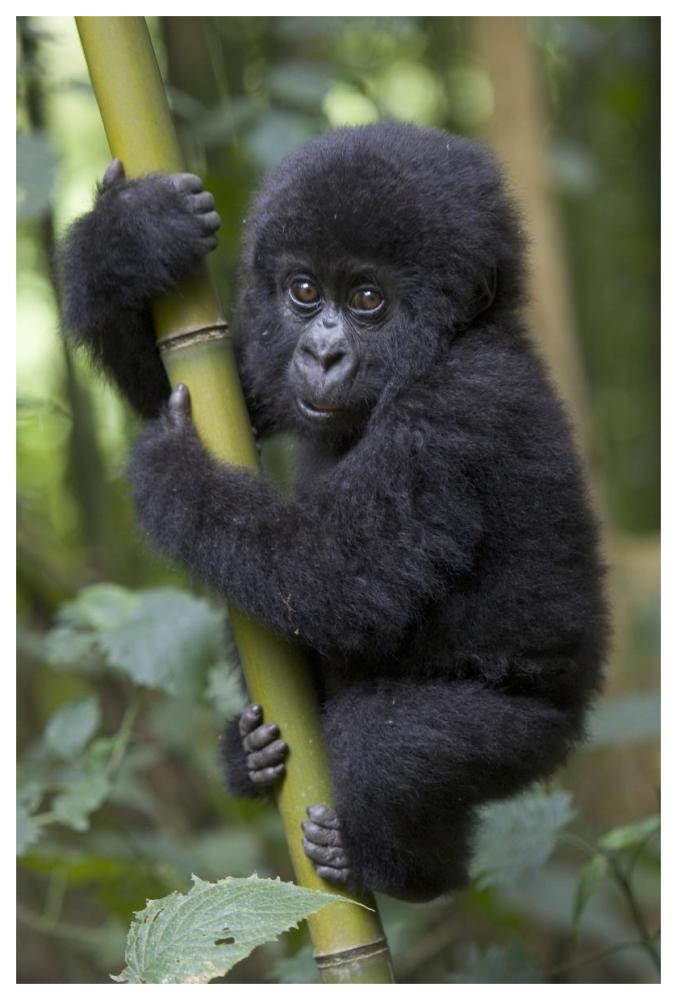 Mountain Gorilla infant playfully climbing bamboo pole,  Parc National Des Volcans, Rwanda-Paper Art-42"x62"