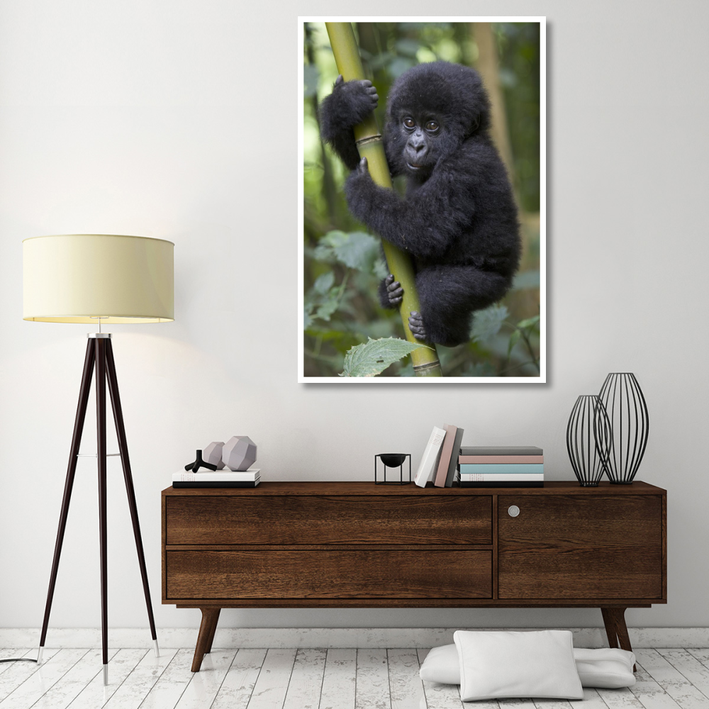 Mountain Gorilla infant playfully climbing bamboo pole,  Parc National Des Volcans, Rwanda-Paper Art-42&quotx62"