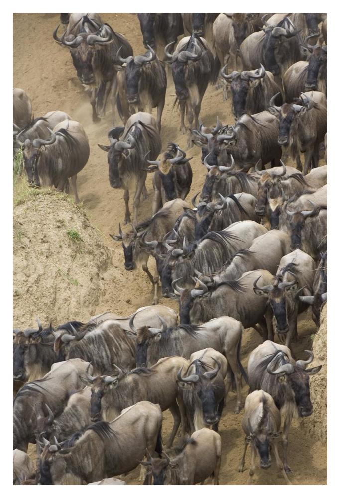 Blue Wildebeest herd approaching the Mara River, Masai Mara National Reserve, Kenya-Paper Art-14"x20"