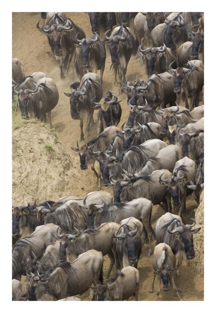 Blue Wildebeest herd approaching the Mara River, Masai Mara National Reserve, Kenya-Paper Art-18"x26"