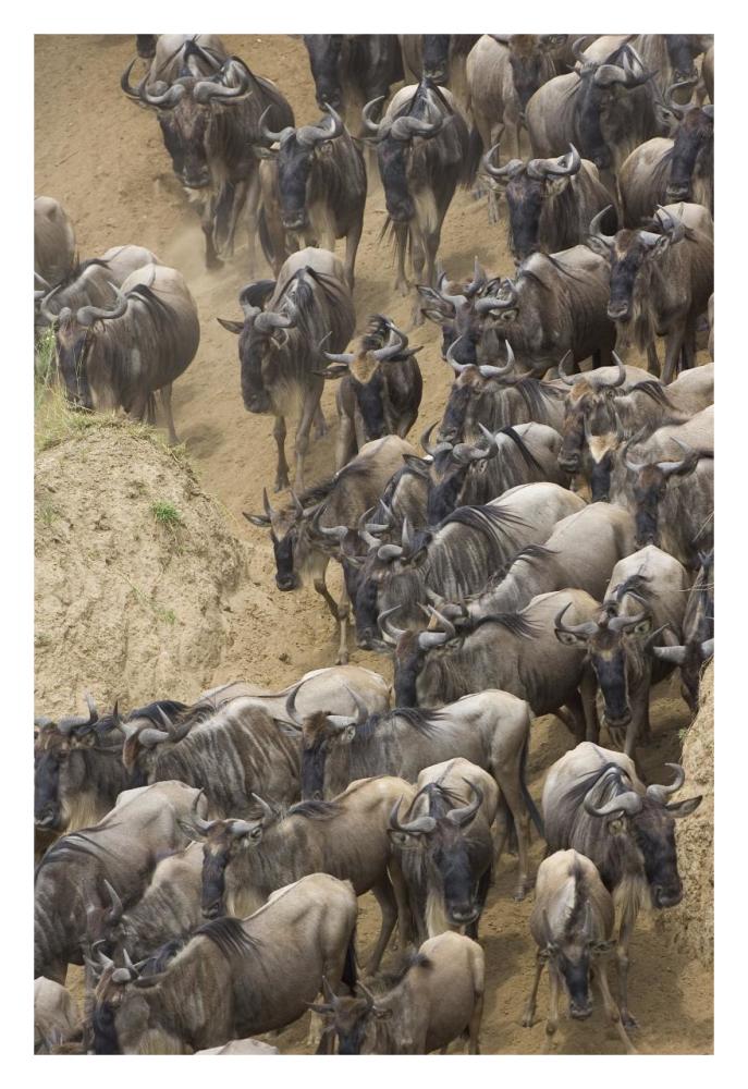 Blue Wildebeest herd approaching the Mara River, Masai Mara National Reserve, Kenya-Paper Art-22"x32"