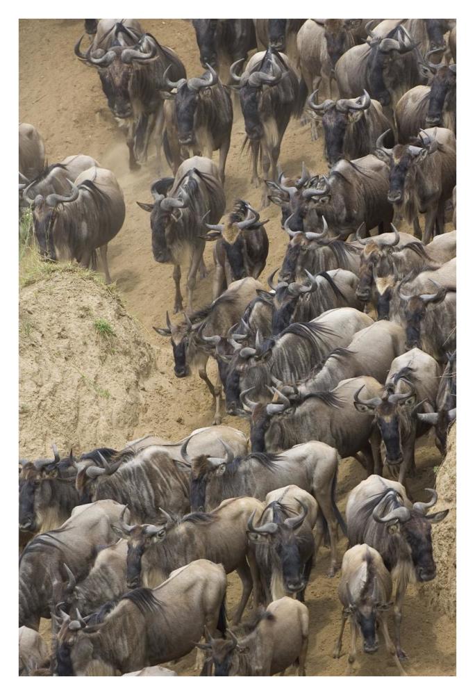 Blue Wildebeest herd approaching the Mara River, Masai Mara National Reserve, Kenya-Paper Art-26"x38"