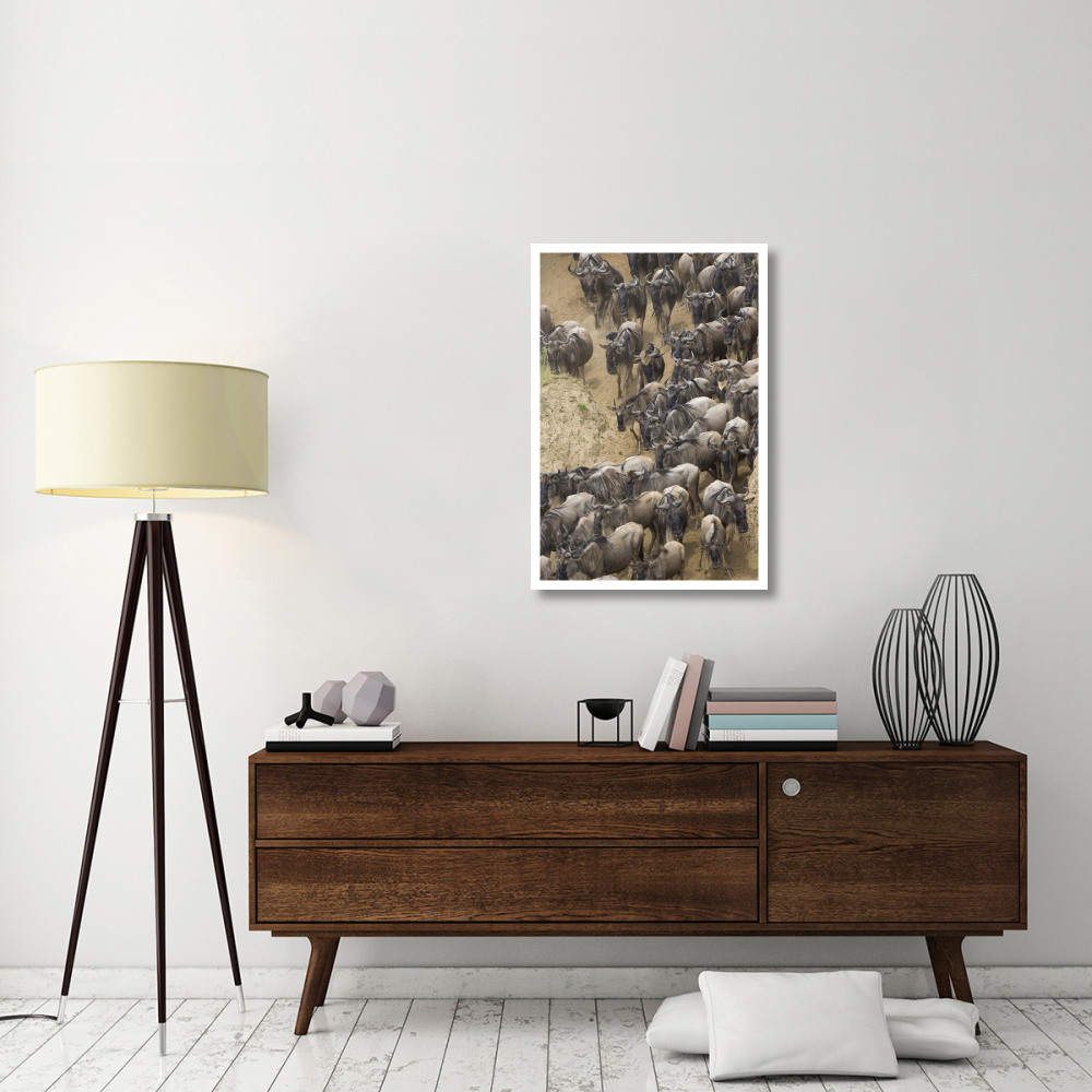 Blue Wildebeest herd approaching the Mara River, Masai Mara National Reserve, Kenya-Paper Art-26&quotx38"