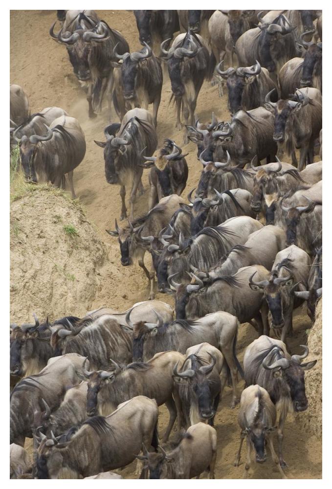 Blue Wildebeest herd approaching the Mara River, Masai Mara National Reserve, Kenya-Paper Art-34"x50"