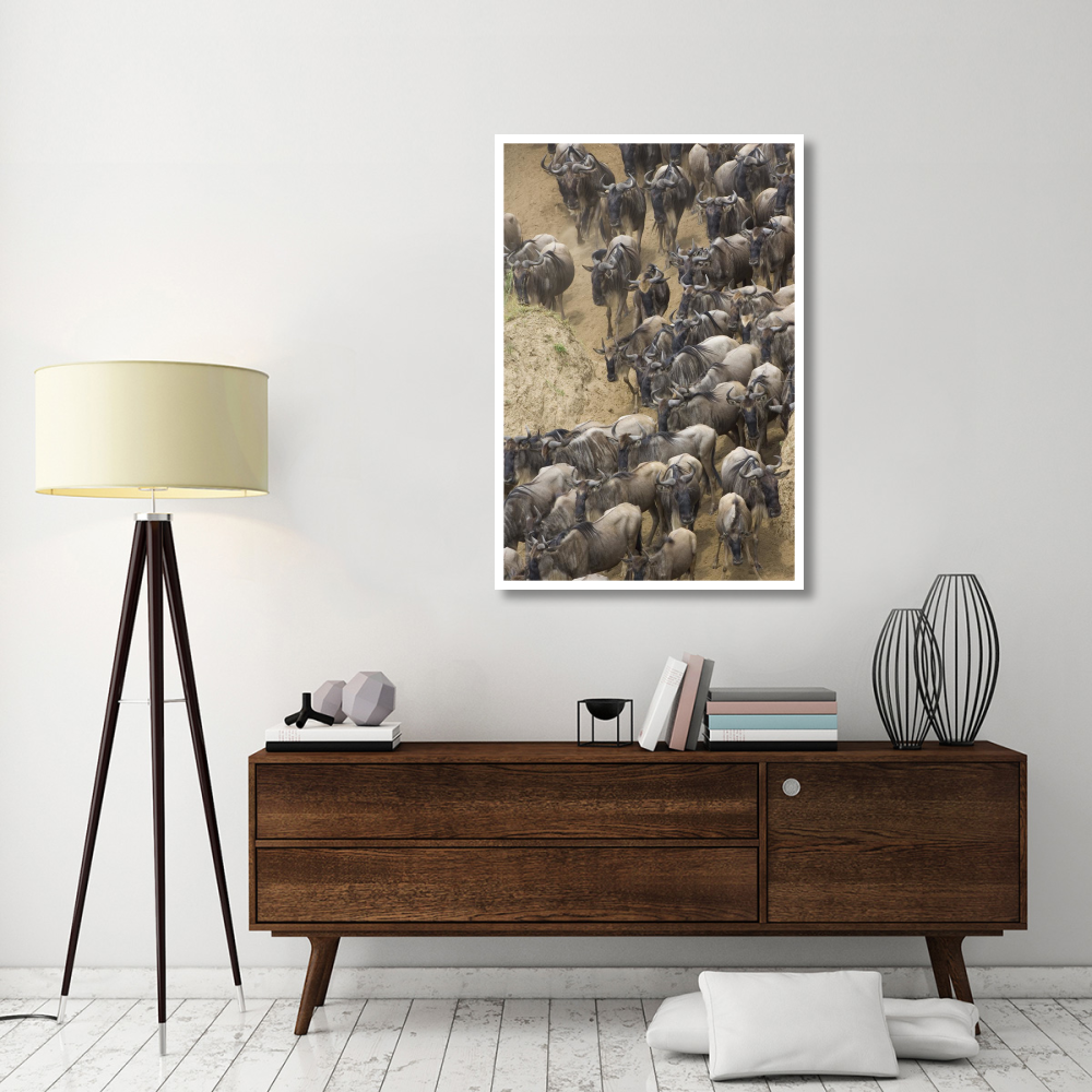 Blue Wildebeest herd approaching the Mara River, Masai Mara National Reserve, Kenya-Paper Art-34&quotx50"