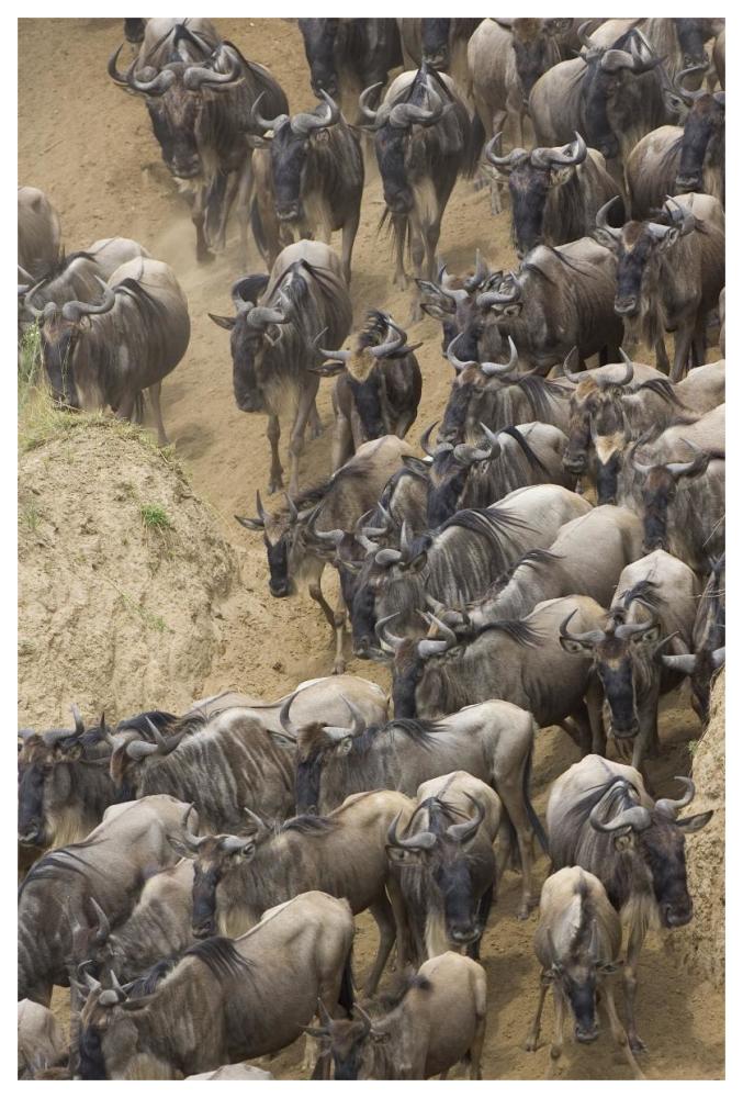 Blue Wildebeest herd approaching the Mara River, Masai Mara National Reserve, Kenya-Paper Art-42"x62"