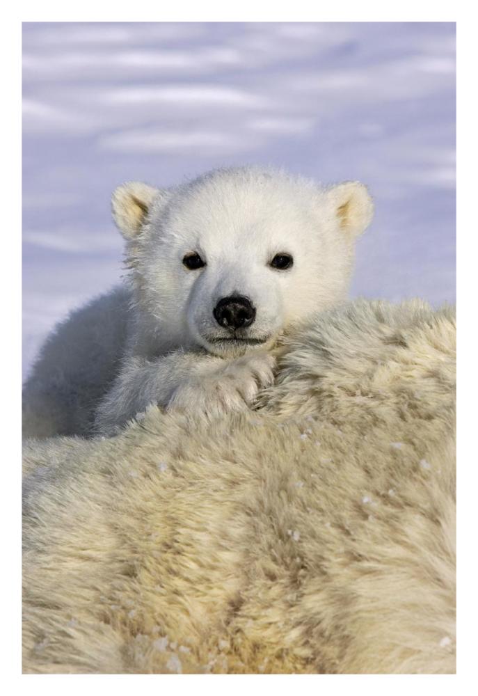 Polar Bear cub peeking over mother's body, Wapusk National Park, Manitoba, Canada-Paper Art-22"x32"