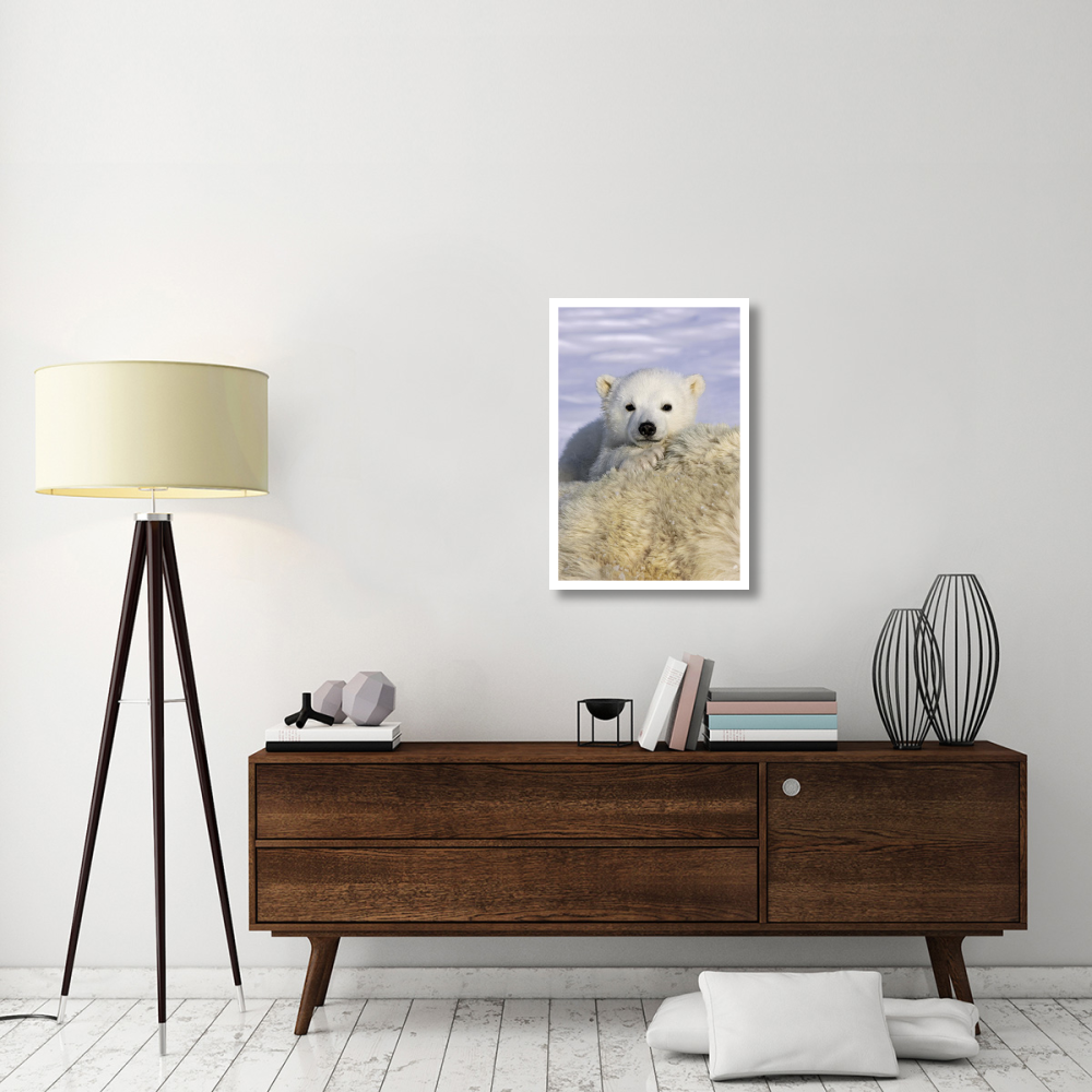 Polar Bear cub peeking over mother's body, Wapusk National Park, Manitoba, Canada-Paper Art-22&quotx32"