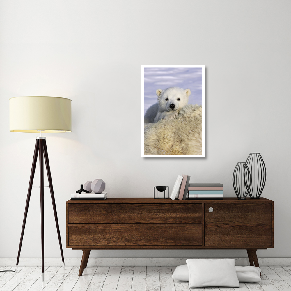 Polar Bear cub peeking over mother's body, Wapusk National Park, Manitoba, Canada-Paper Art-26&quotx38"