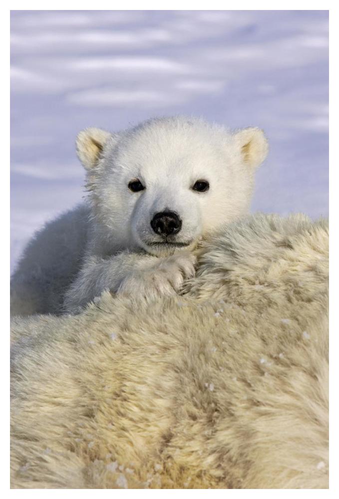 Polar Bear cub peeking over mother's body, Wapusk National Park, Manitoba, Canada-Paper Art-34"x50"