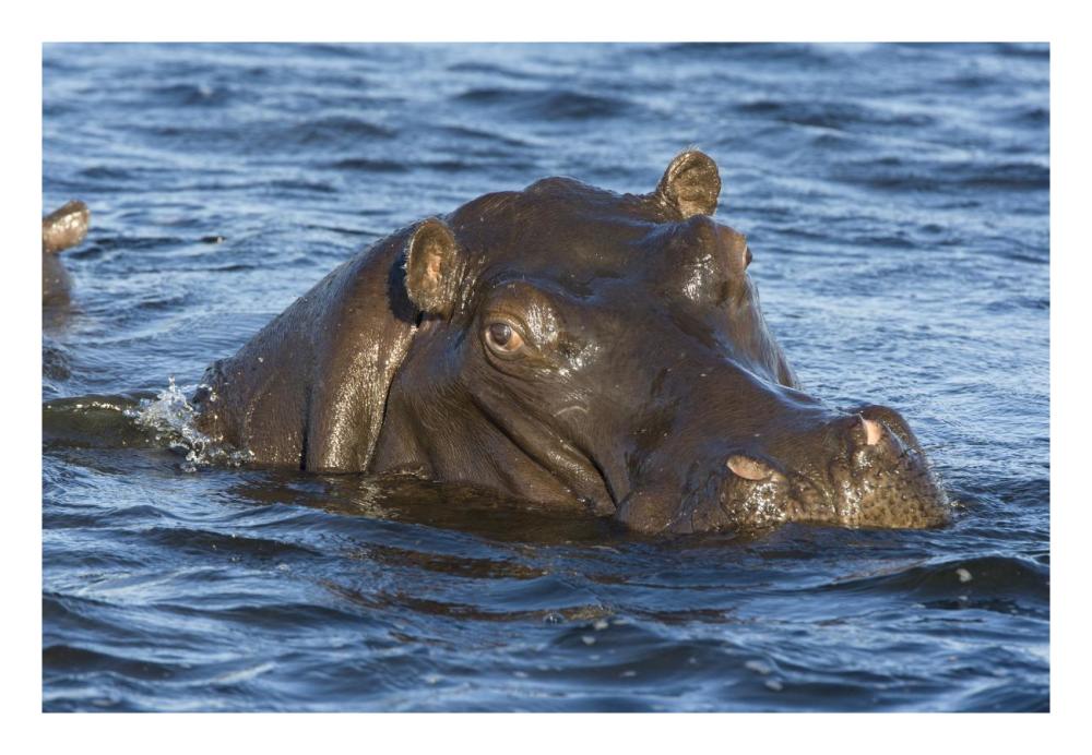Hippopotamus, northern Botswana-Paper Art-26"x18"