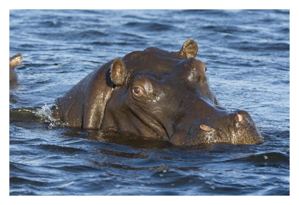 Hippopotamus, northern Botswana-Paper Art-32"x22"
