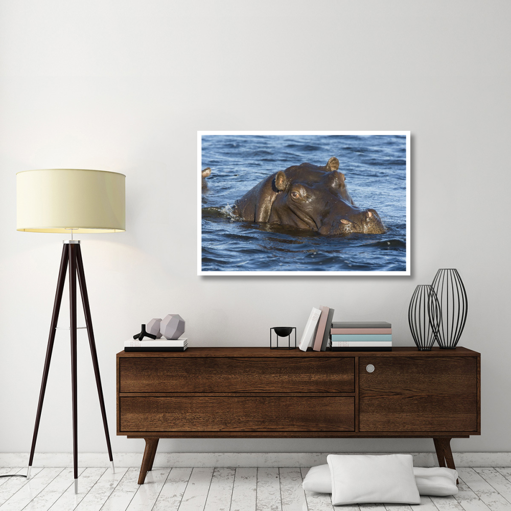 Hippopotamus, northern Botswana-Paper Art-50&quotx34"
