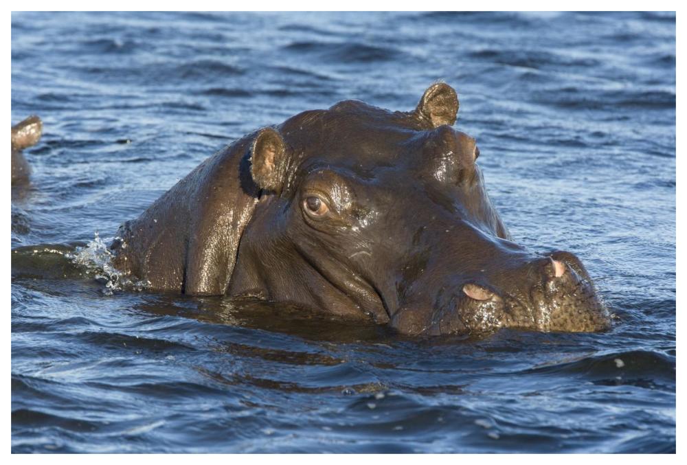 Hippopotamus, northern Botswana-Paper Art-62"x42"