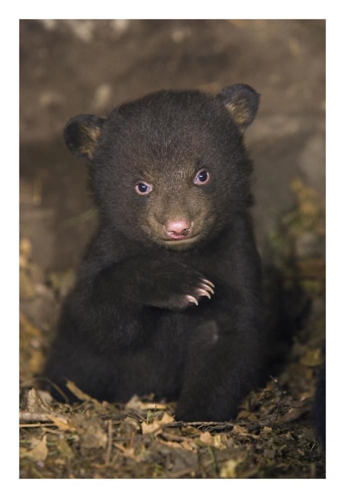 Black Bear 7 week old cub in den-Paper Art-18"x26"