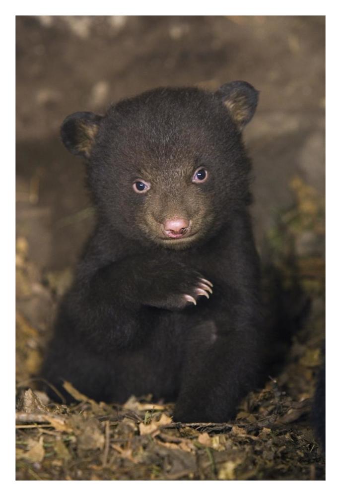 Black Bear 7 week old cub in den-Paper Art-22"x32"