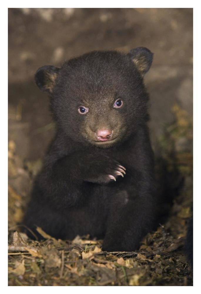 Black Bear 7 week old cub in den-Paper Art-26"x38"